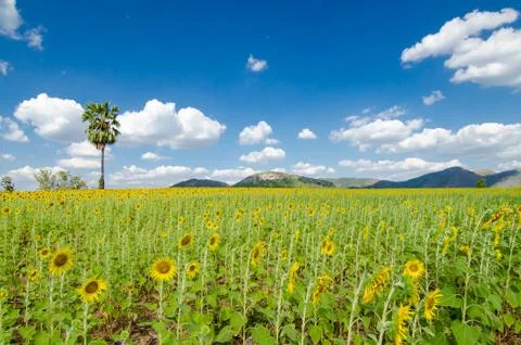 Sunflower  field background . Photos