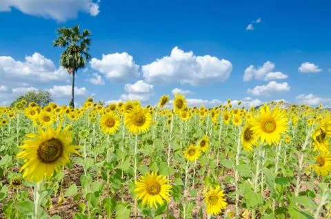 Sunflower  field background . Stock Photos