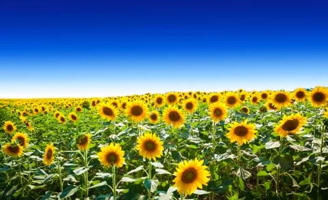 Sunflower field background Stock Photos