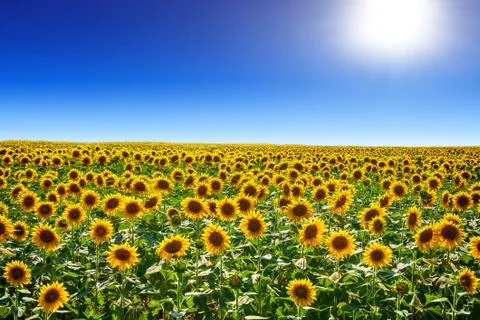 Sunflower field background Stock Photos