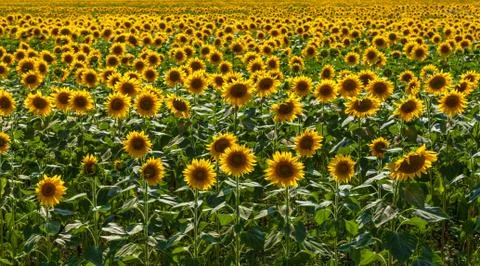 Sunflower field background Foto stock