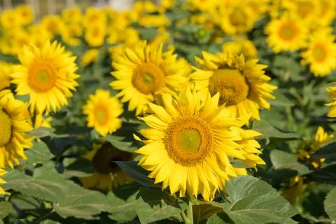 Sunflower field background Stock Photos