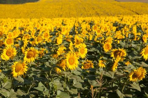 Sunflower field background Stock Photos