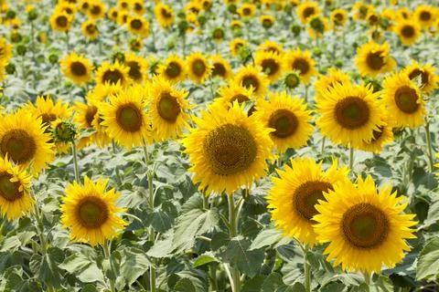 Sunflower field background Stock Photos