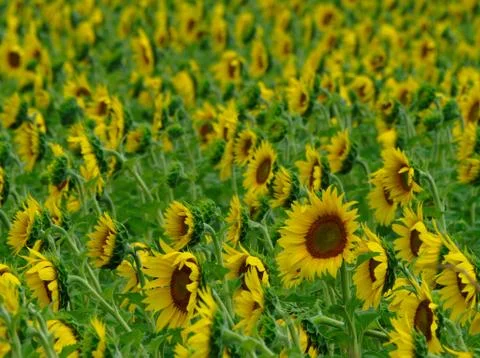 Sunflower field background, selective focus Stock Photos