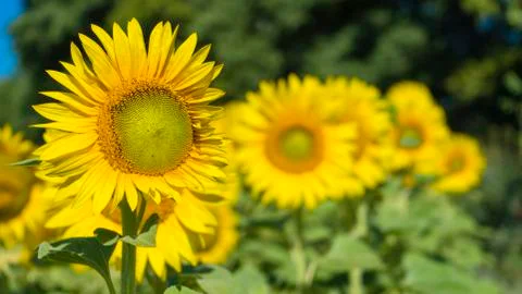 Sunflower field Background with selective focus. Sun day. Stock Photos