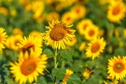 Sunflower field Background on sunset with selective focus Stock Photos