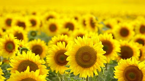 Sunflower field, backlit Video stock 39996441