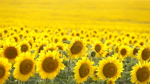 Sunflower field, backlit. Video stock 68189309