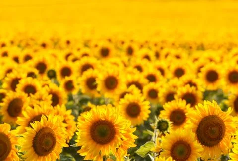 Sunflower field, backlit. Фото