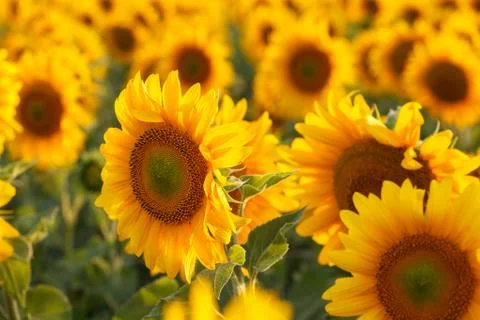 Sunflower field, backlit. 写真素材