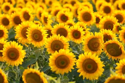 Sunflower field, backlit. 写真素材