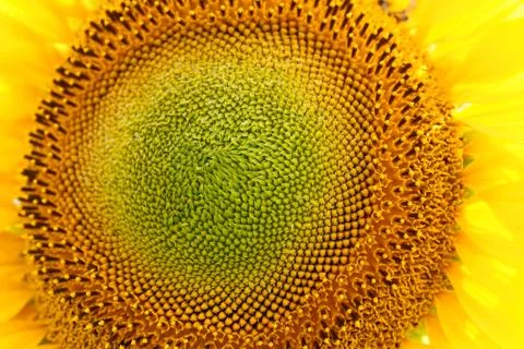 Sunflower field, backlit. 库存照片