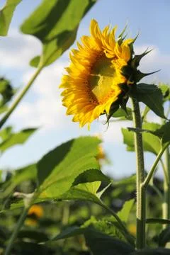 Sunflower in Field Basking in Sun Stock Photos