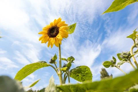 Sunflower in the field basking in the sun Foto stock
