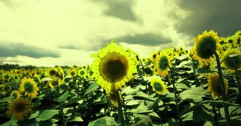 Sunflower field basking under cloudy skies during late afternoon hours Ilustração Stock