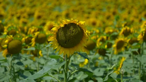 Sunflower field in a beautiful evening sunset. 4K view of sunflowers in summer Stock Footage 201406092
