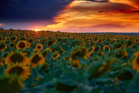 Sunflower field in a beautiful sunset, sunlight and clouds Stock Photos
