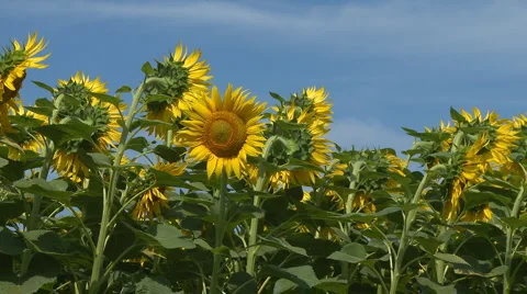 Sunflower field with bees Stock Footage 881908