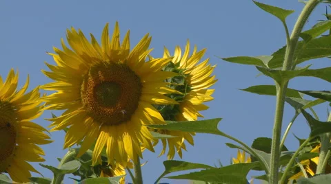 Sunflower field with bees Stock Footage 881909