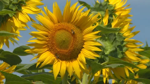 Sunflower field with bees Stock Footage 6696814