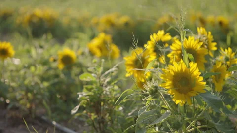 Sunflower Field With Bees Stock Footage 253910866