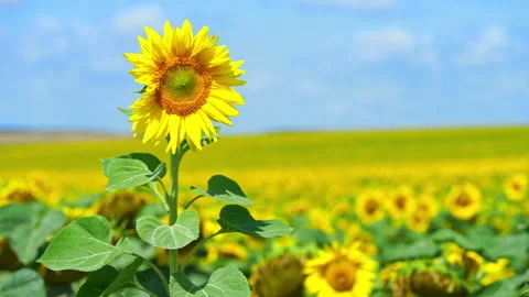 Sunflower field in bloom on blue sky background. Copy space Stock Footage 271143594