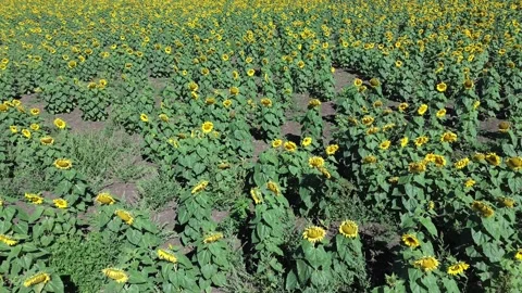 Sunflower Field in Bloom Stock Footage 332749940
