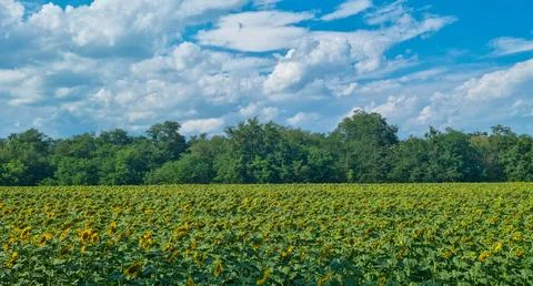 Sunflower field in bloom with forest in background under blue sky and clouds Stock Photos