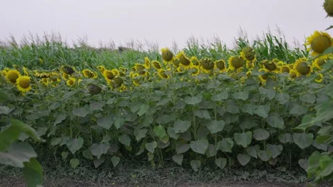 Sunflower Field in Bloom with Maize Rows Behind Under Overcast Sky Stock Footage 343707103