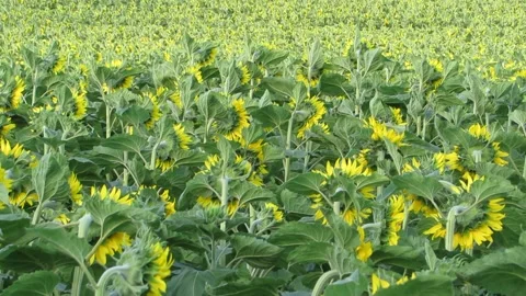 The sunflower field bloomed Video stock 134674641