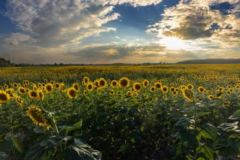 Sunflower field blooming under dramatic sunset light Stock Photos