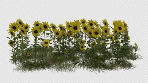 Sunflower Field blowing in the wind Loop Animation. Alpha Channel Stock Footage 308791125