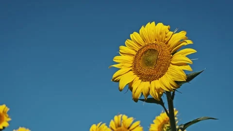 Sunflower in Field, Blue Sky Backdrop Stock Footage 279309516