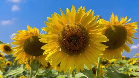 Sunflower  in field on blue sky Stock Footage 282673170