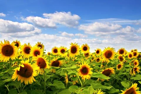 Sunflower field with blue sky Stock Photos