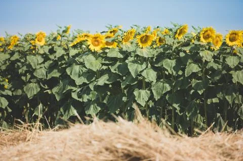 Sunflower field with blue sky Fotos de archivo