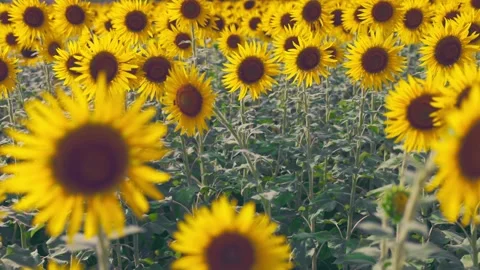 Sunflower Field with Blurred Foreground Flower in Summer, Fukuoka Stock Footage 344967612