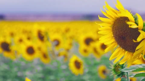 Sunflower Field with Blurred Foreground Flower in Fukuoka Stock Footage 344967643