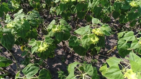Sunflower field in breeze 스톡 동영상 78559009