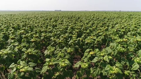 Sunflower field in breeze2 스톡 동영상 78544526