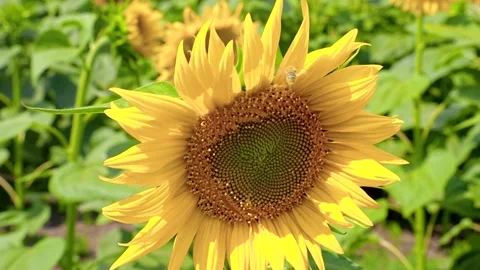 Sunflower field, a bright summer concept Stock Footage 318574420