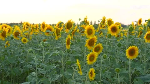 Sunflower field, a bright summer concept Stock Footage 318574470