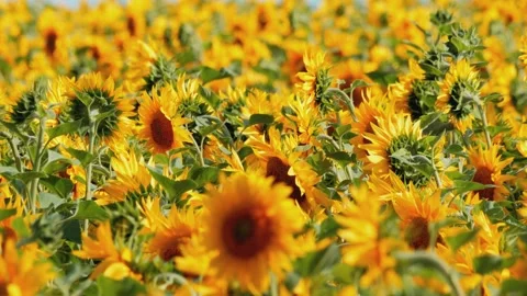 Sunflower field in bright sunlight Видео 341800469