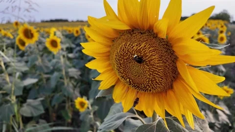 Sunflower Field Buzzing with Summer Life Stock Footage 280024388