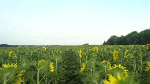 Sunflower field. Camera movement along sunflower flowers. Stock Footage 170549643