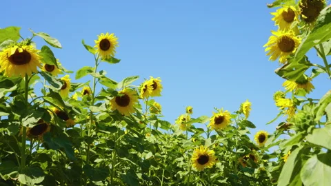 Sunflower field on a clear day Video stock 247074678