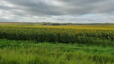 Sunflower Field Clockwise Pan - 4K Stock Footage 132139323