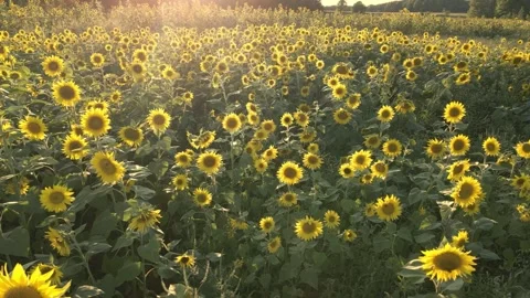 Sunflower Field Close Flyover Video stock 260138336