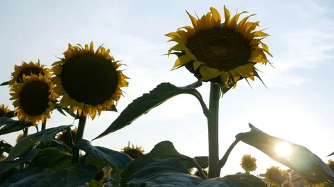 Sunflower Field Close Up Stock Footage 99590890